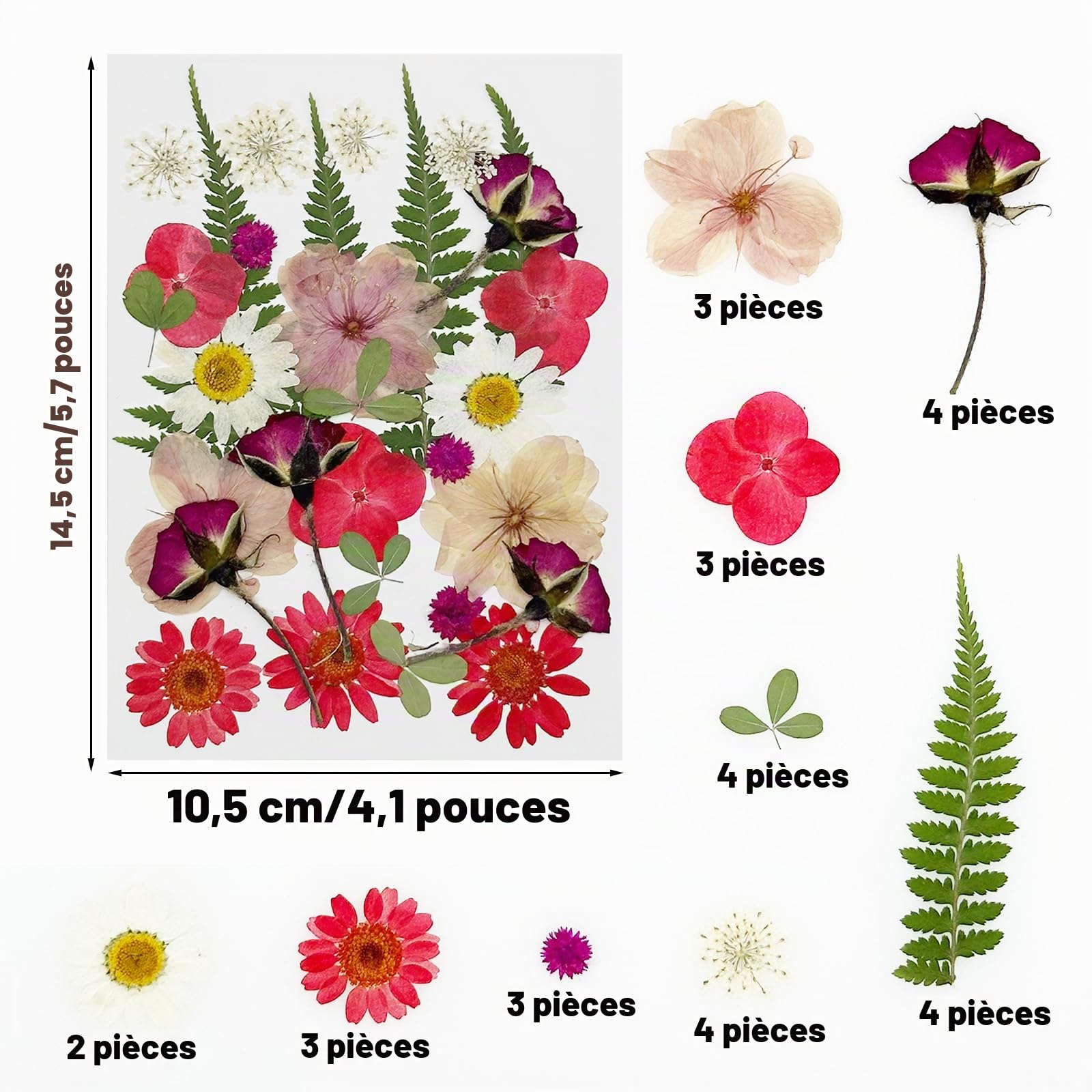 Cayway Fleurs Séchées Pressées Rouges 40 Pcs Résine