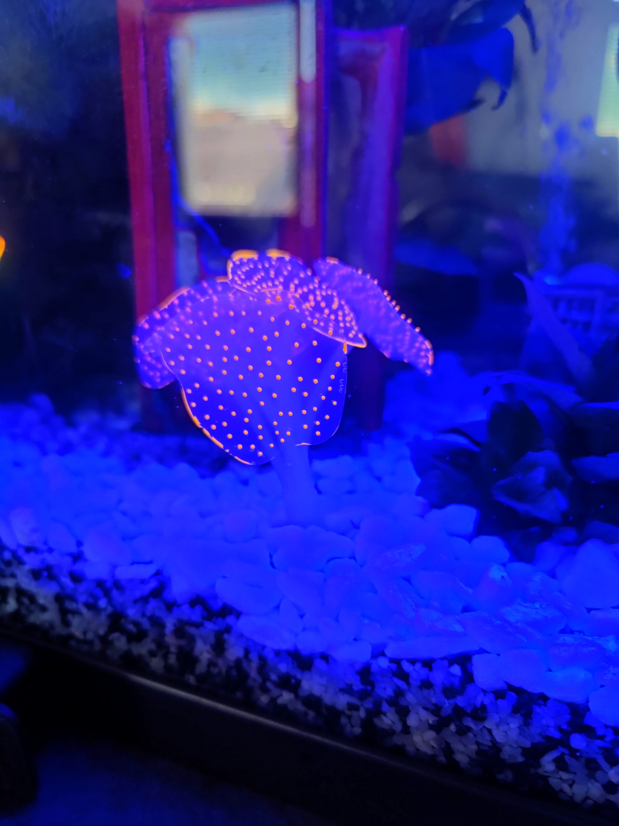 Cayway décor aquarium silicone lot 6 méduse
