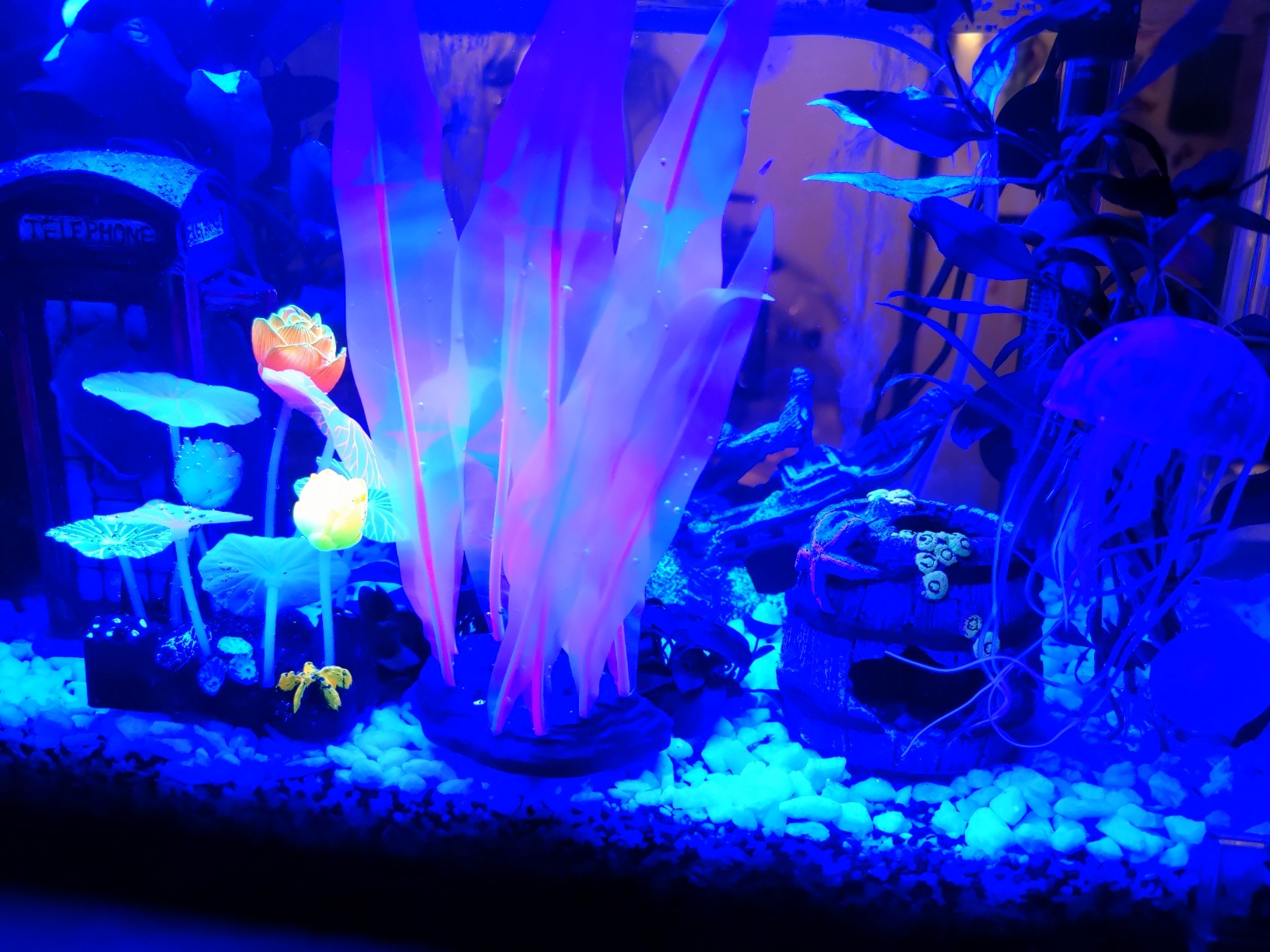 Cayway décor aquarium silicone lot 6 méduse