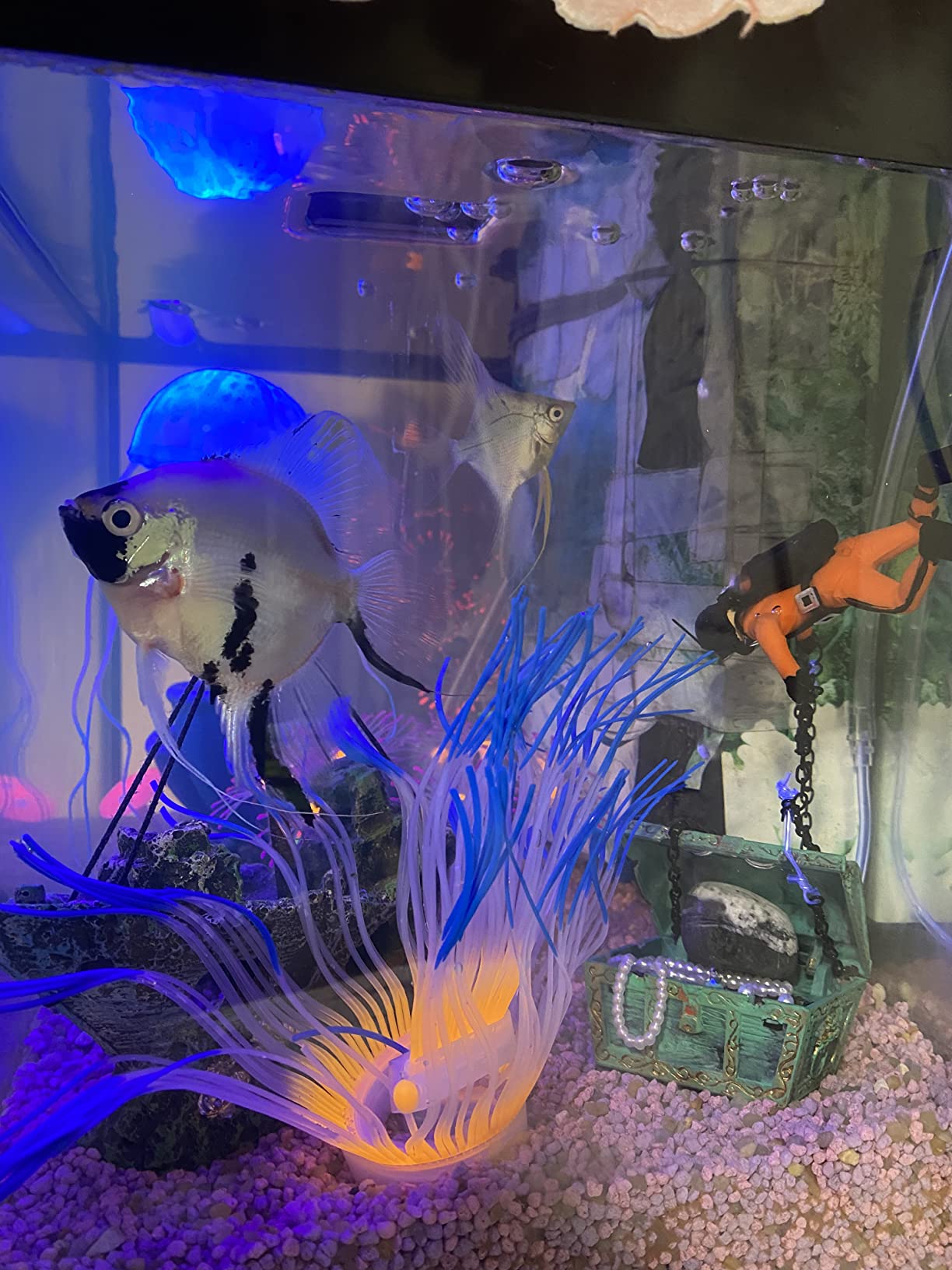 Cayway décor aquarium silicone lot 6 méduse