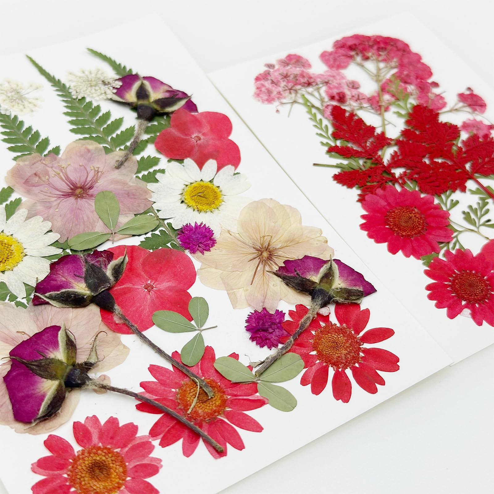 Cayway Fleurs Séchées Pressées Rouges 40 Pcs Résine