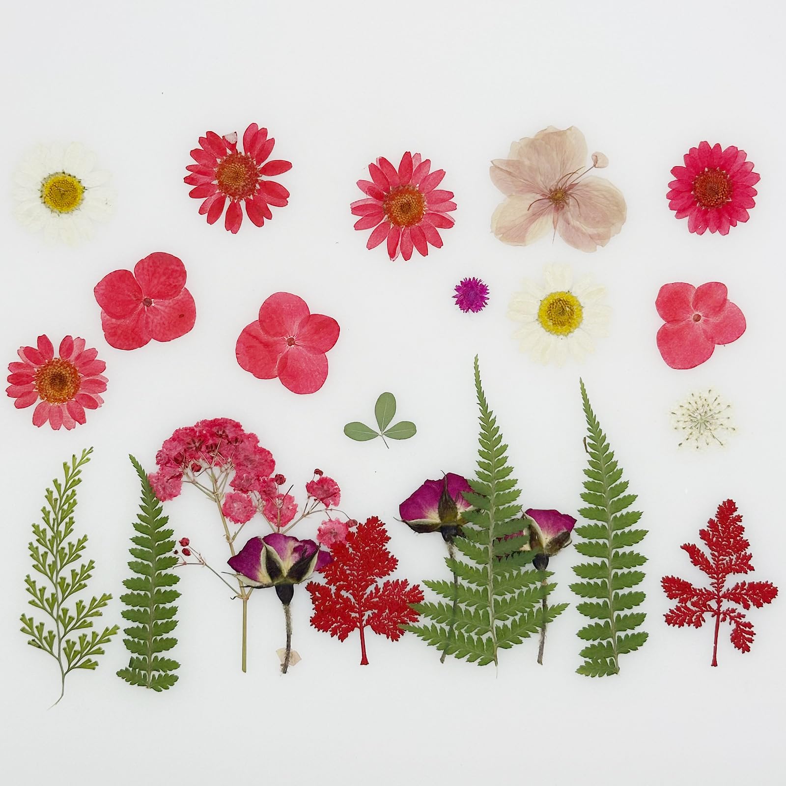 Cayway Fleurs Séchées Pressées Rouges 40 Pcs Résine