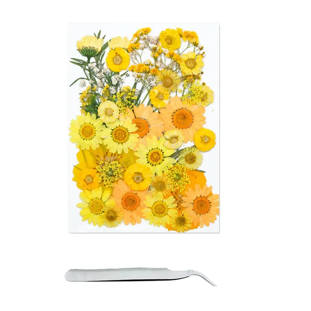 Cayway fleurs pressées séchées Style 4 lot 40 naturelles