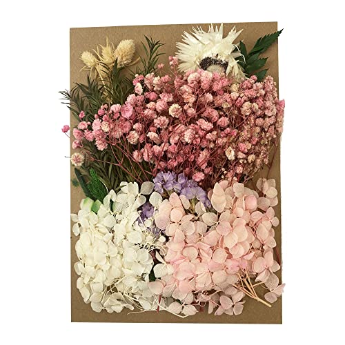 Cayway Fleurs Séchées Naturelles pour Résine Déco