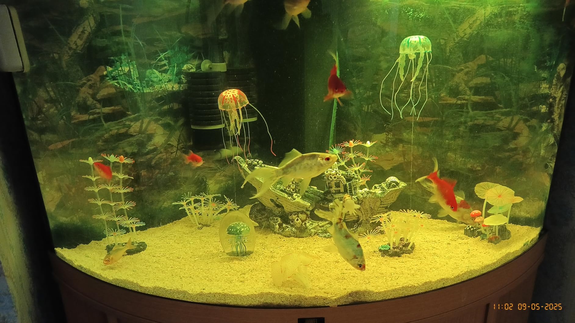 Cayway décor aquarium silicone lot 6 méduse