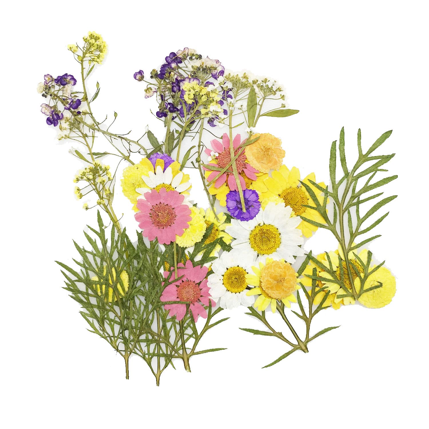 Cayway fleurs pressées séchées Style 4 lot 40 naturelles