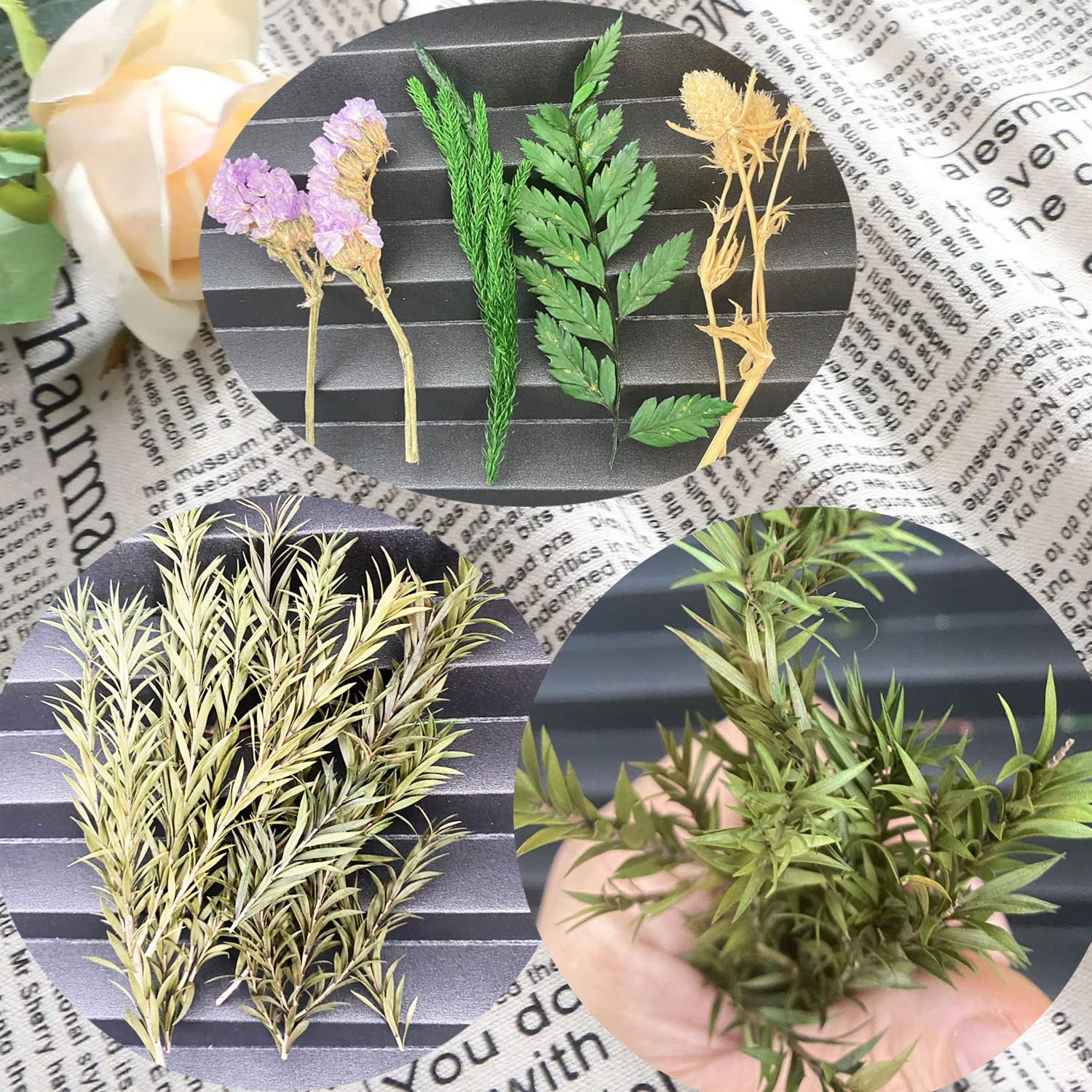 Cayway Fleurs Séchées Naturelles pour Résine Déco