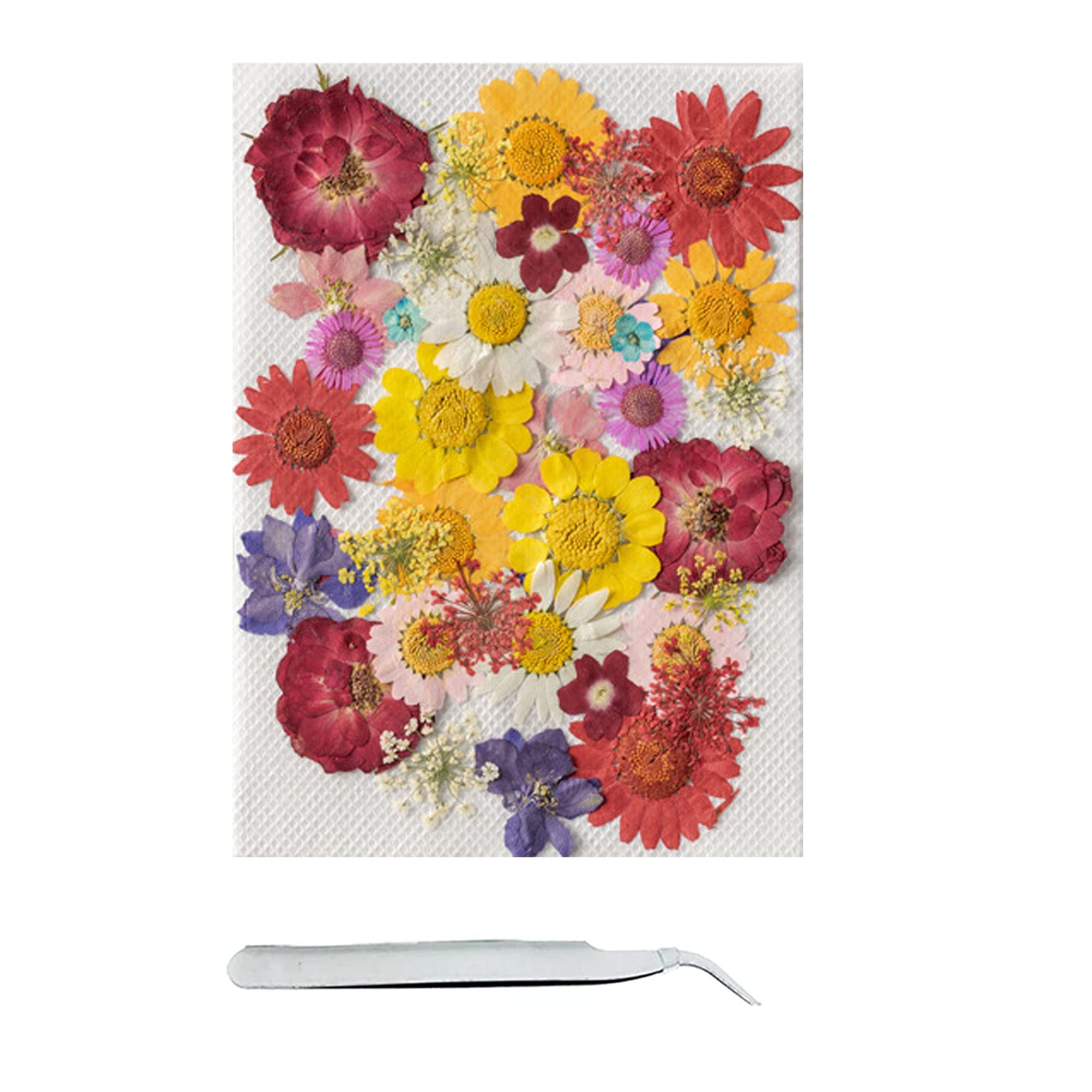 Cayway fleurs pressées séchées Style 4 lot 40 naturelles