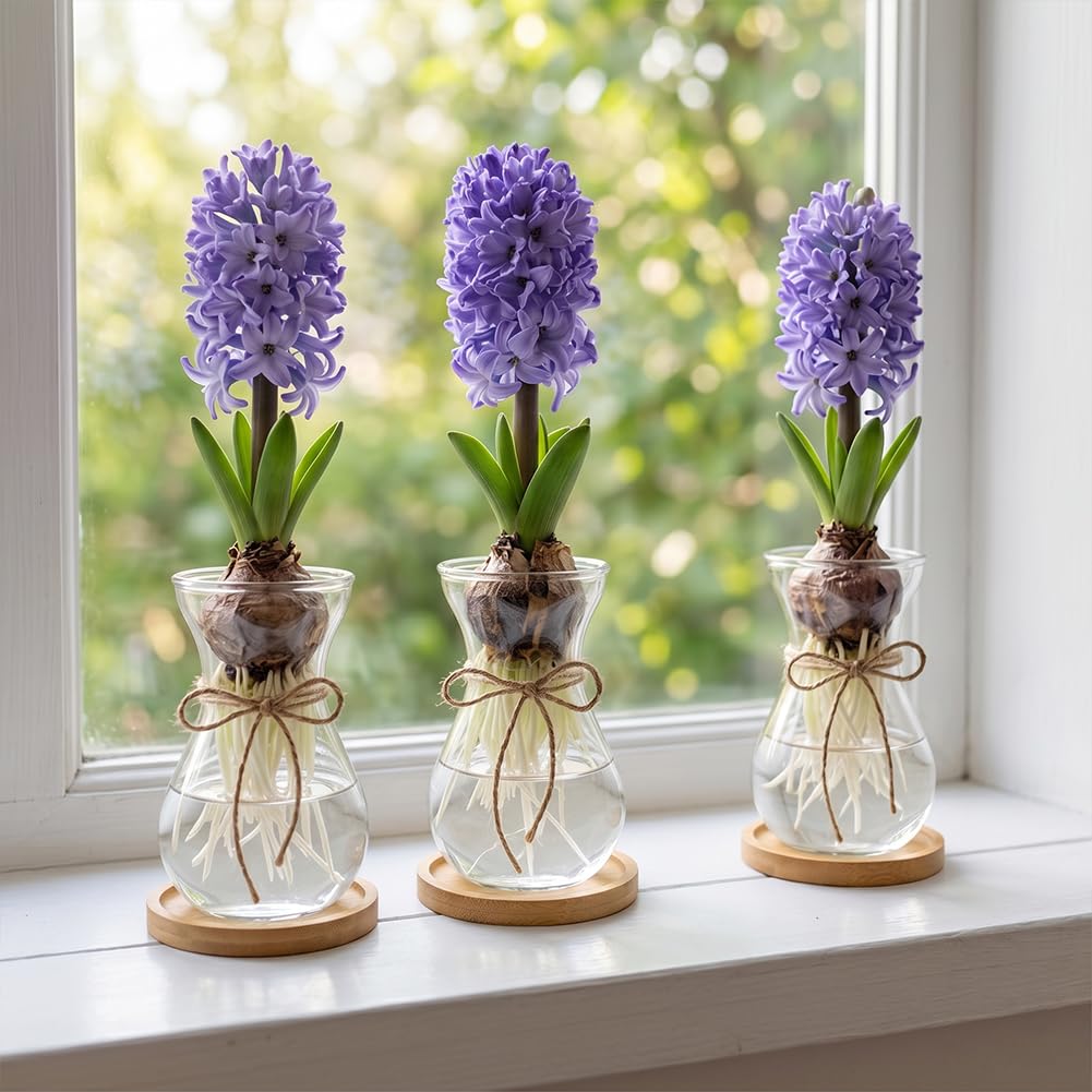 BENECREAT Vases Verre Jacinthe 85 mm Transparents x6
