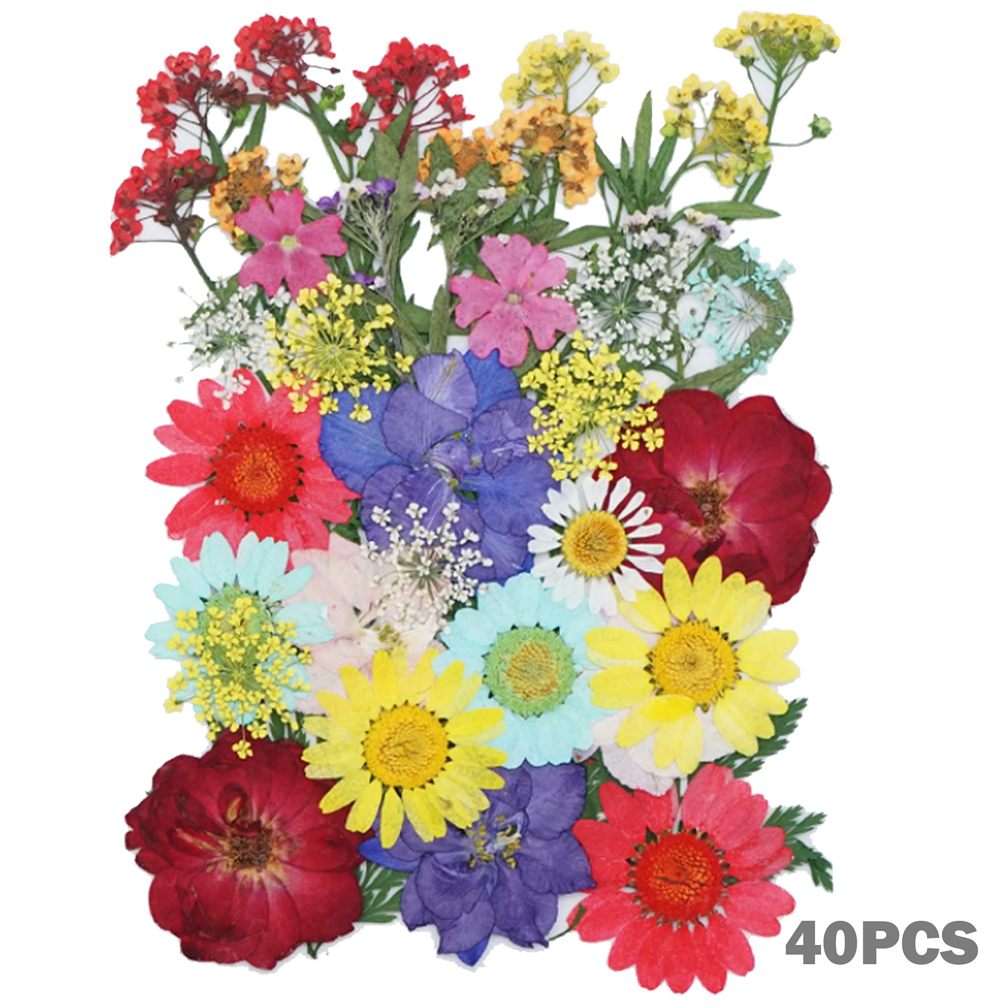 Cayway Fleurs Séchées Pressées Vert 160 Pièces Résine