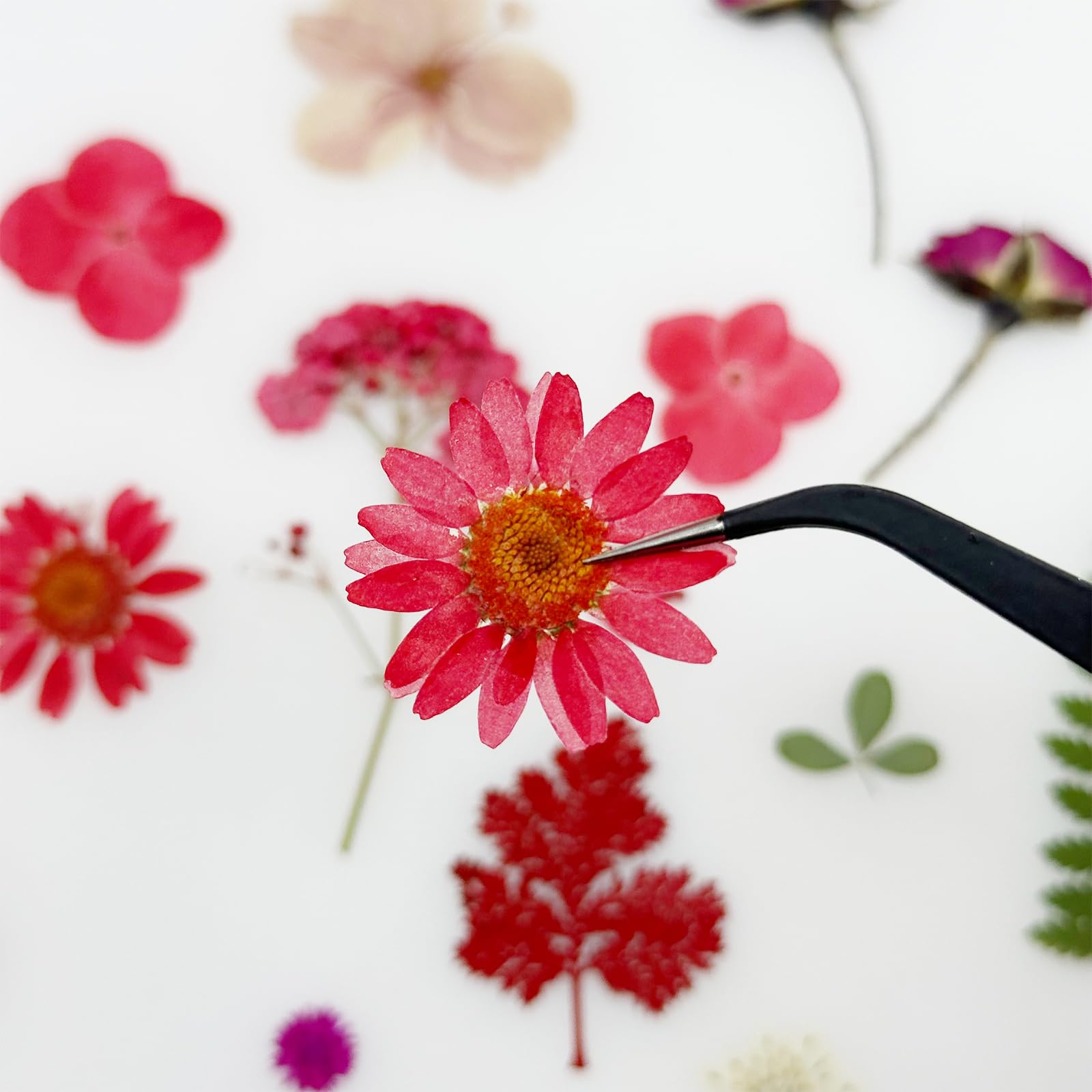 Cayway Fleurs Séchées Pressées Rouges 40 Pcs Résine