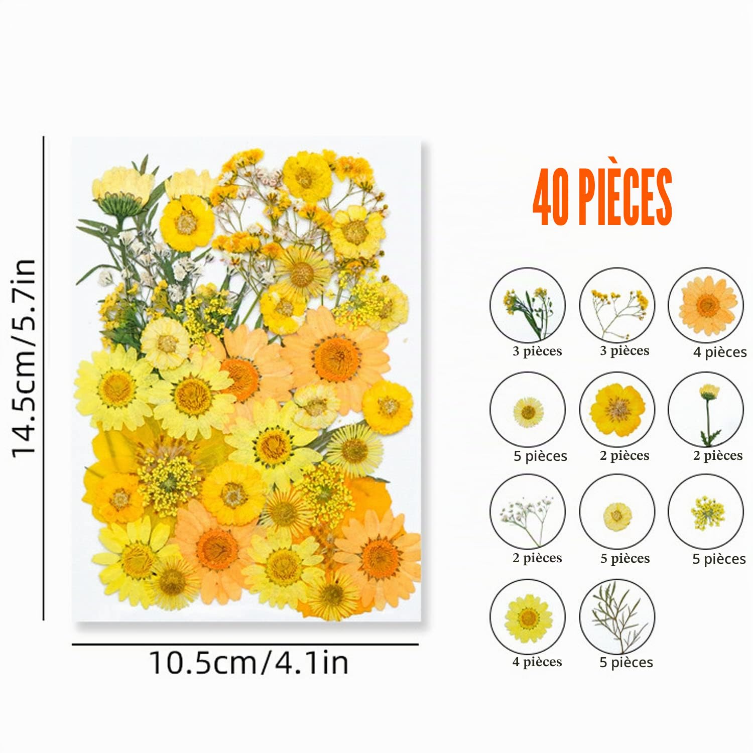 Cayway fleurs pressées séchées Style 4 lot 40 naturelles