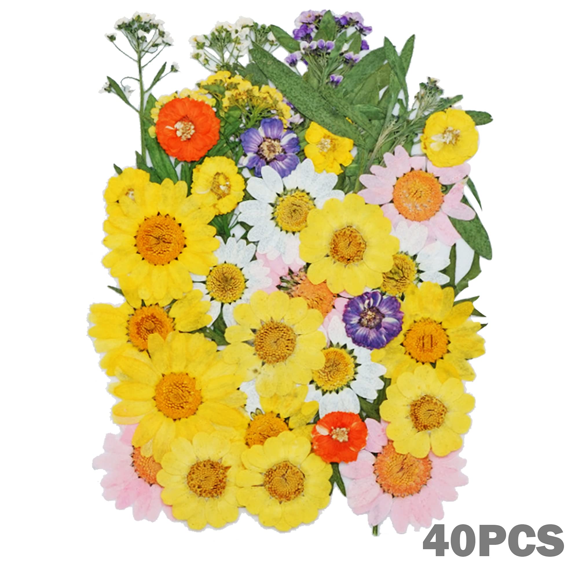 Cayway Fleurs Séchées Pressées Vert 160 Pièces Résine