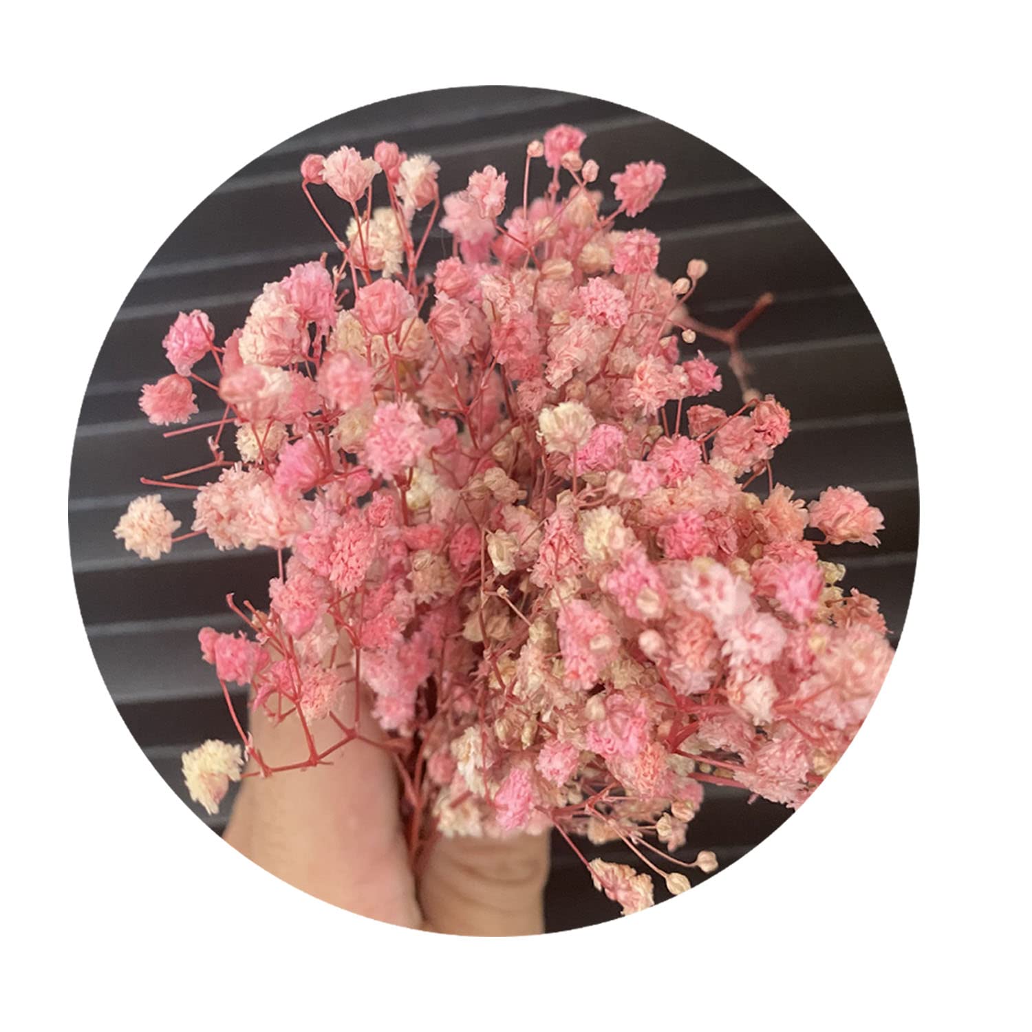 Cayway Fleurs Séchées Naturelles pour Résine Déco