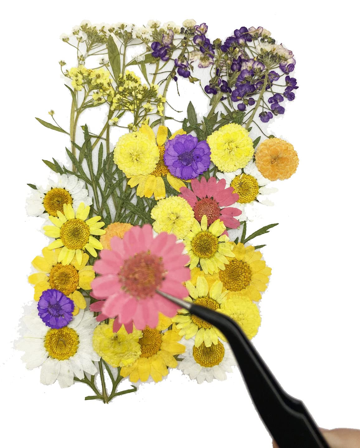 Cayway fleurs pressées séchées Style 4 lot 40 naturelles