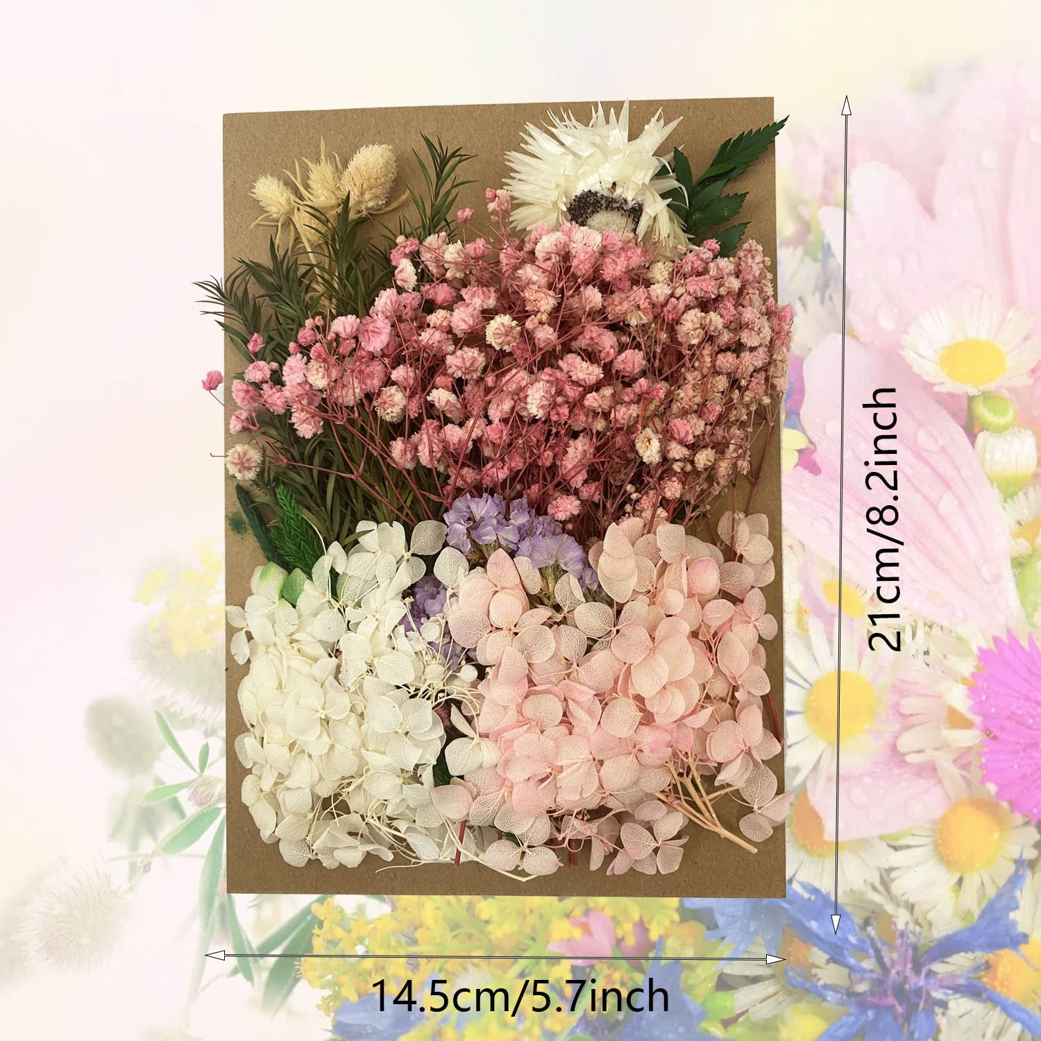 Cayway Fleurs Séchées Naturelles pour Résine Déco
